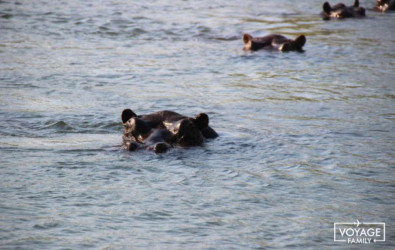 hippopotame delata okavango voyage safaro botswana